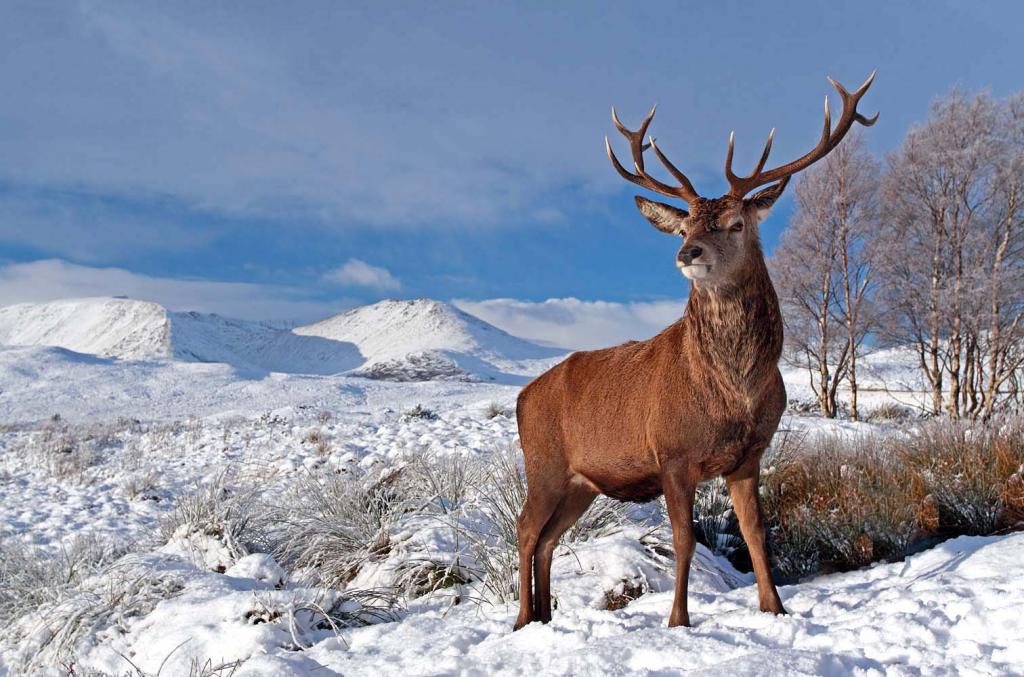 1320599077_Deer-Glencoe